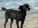 BY THE SEA  Dog Photogallery
