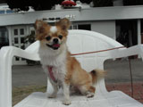 BY THE SEA  Dog Photogallery