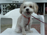 BY THE SEA  Dog Photogallery