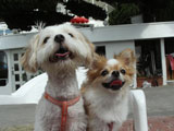 BY THE SEA  Dog Photogallery