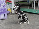 BY THE SEA Dog Photogallery