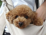 BY THE SEA Dog Photogallery