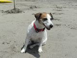 BY THE SEA Dog Photogallery