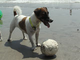 BY THE SEA Dog Photogallery