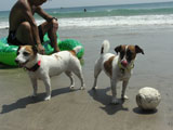 BY THE SEA Dog Photogallery