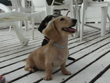 BY THE SEA Dog Photogallery