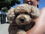 BY THE SEA Dog Photogallery