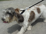 BY THE SEA Dog Photogallery