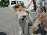 BY THE SEA Dog Photogallery