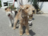 BY THE SEA Dog Photogallery