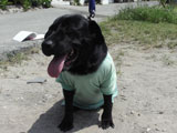 BY THE SEA Dog Photogallery