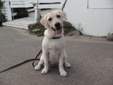 BY THE SEA Dog Photogallery