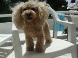 BY THE SEA Dog Photogallery