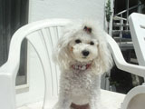 BY THE SEA Dog Photogallery