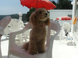 BY THE SEA Dog Photogallery