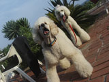 BY THE SEA Dog Photogallery