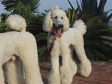 BY THE SEA Dog Photogallery