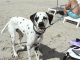 BY THE SEA Dog Photogallery