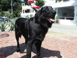 BY THE SEA Dog Photogallery