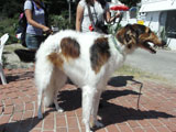 BY THE SEA Dog Photogallery