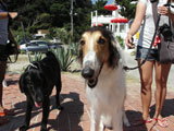 BY THE SEA Dog Photogallery