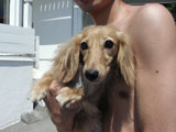 BY THE SEA Dog Photogallery