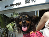 BY THE SEA Dog Photogallery