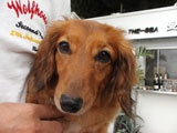 BY THE SEA Dog Photogallery