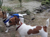 BY THE SEA Dog Photogallery