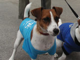 BY THE SEA Dog Photogallery