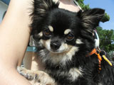 BY THE SEA Dog Photogallery