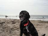 BY THE SEA Dog Photogallery