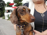 BY THE SEA Dog Photogallery