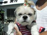 BY THE SEA Dog Photogallery