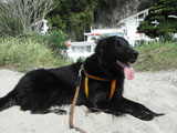 BY THE SEA Dog Photogallery