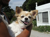 BY THE SEA Dog Photogallery