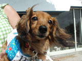 BY THE SEA Dog Photogallery