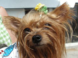 BY THE SEA Dog Photogallery