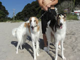 BY THE SEA Dog Photogallery