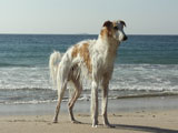 BY THE SEA Dog Photogallery
