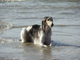 BY THE SEA Dog Photogallery