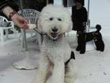 BY THE SEA Dog Photogallery