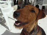 BY THE SEA Dog Photogallery