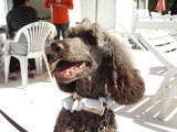 BY THE SEA Dog Photogallery