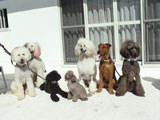 BY THE SEA Dog Photogallery