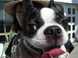 BY THE SEA Dog Photogallery