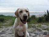 BY THE SEA Dog Photogallery