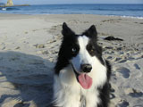 BY THE SEA Dog Photogallery