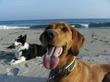 BY THE SEA Dog Photogallery