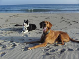 BY THE SEA Dog Photogallery